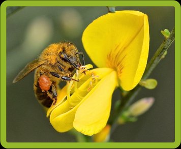 Abeja sobre flor de retama